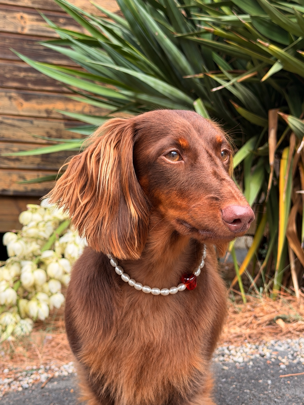 Pearl collar for dogs and cats - Aimée model
